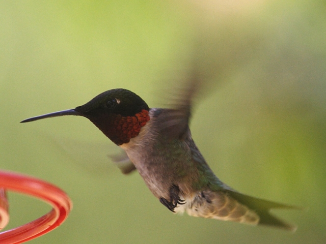Male  Ruby Throated Hummingbird
Male  Ruby Throated Hummingbird
Keywords: Male Ruby Throated Hummingbird